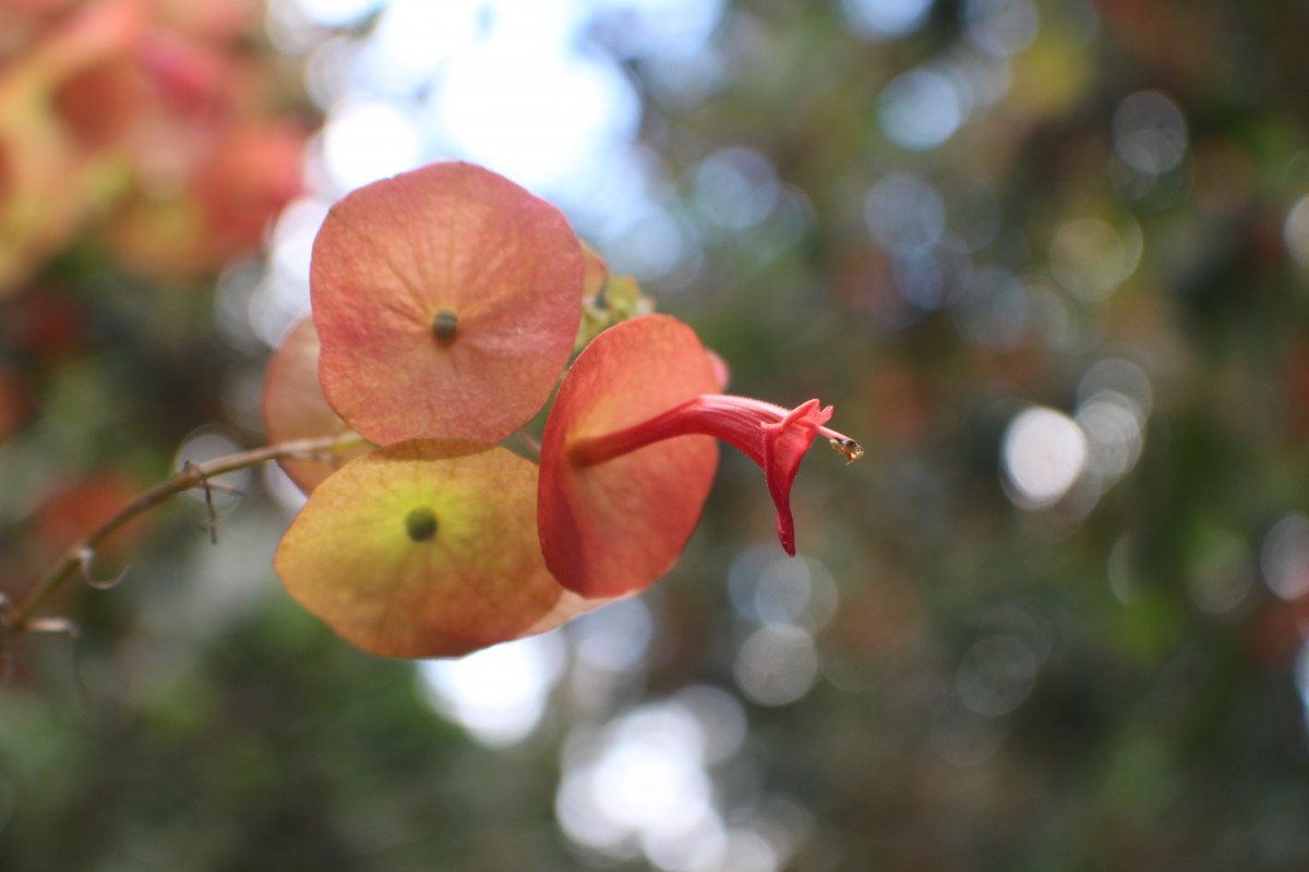 Holmskioldia sanguinea Retz.